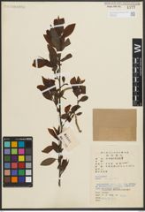 Foto von Salix mesnyi Hance